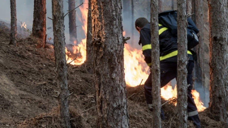 Огнеборци спасиха 2000 дка гора от опожаряване