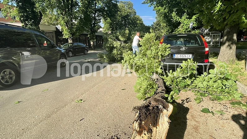 Кестен се стовари върху автомобил, потроши го и блокира движението по бул. Македония