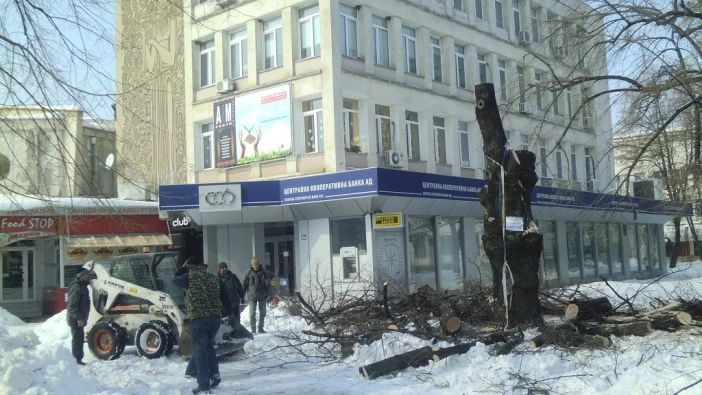 Още едно дърво в Силистра мина под ножа, било разцепено
